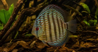 Symphisodon aequifasciata Πράσινο δίσκο