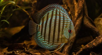 Symphysodon aequifasciata Δίσκος