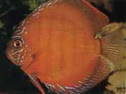 Symphysodon aequifasciat... Καφέ δίσκο
