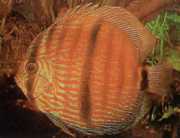Symphysodon discus Hecke... Δίσκο Heckel