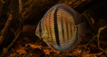 Symphysodon discus Heckel (Δίσκο Heckel)