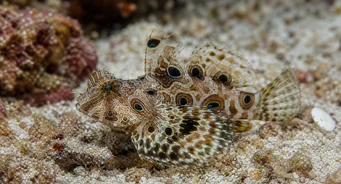 Synchiropus ocellatus (Μανταρίνι)