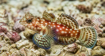 Synchiropus stellatus Ψάρι μανταρίνι