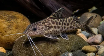 Synodontis contractus (Συντονιστικές συστολές)