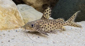 Synodontis multipunctatus (Σημαντική Σύνοδο)