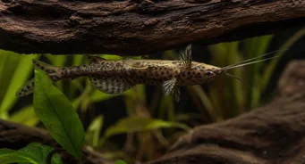 Synodontis nigriventris (Σύνοδος)