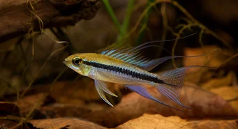 Taeniacara candidi Υποψήφιος