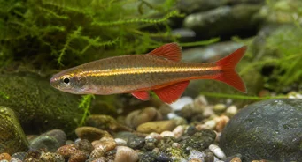 Tanichthys albonubes Φτωχός νέον