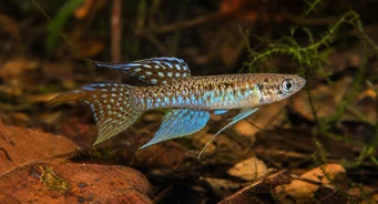 Terranatos dolichopterus Ζοφώδης