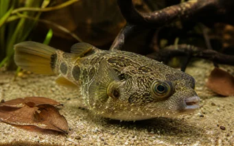 Tetraodon palembangensis Τετράποδον palembangensis
