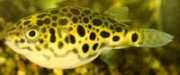 Tetraodon schoutedeni Κονγκό Tetraodon, ...