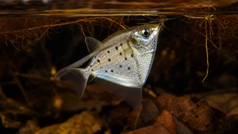 Thoracocharax stellatus Ασημένια ψάρια hachette