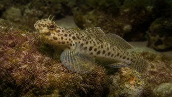 Thorogobius ephippiatus
