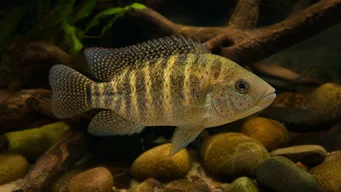 Tilapia mariae Πέντε -ζώνη tilapia