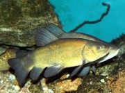 Tinca tinca Παρασκευασμέ...