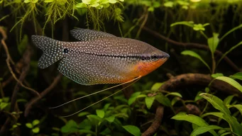 Trichogaster leeri Μωσαϊκό γκουραμί