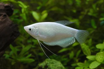 Trichogaster microlepis Γκουράμι φεγγάρι