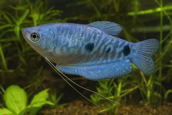 Trichogaster trichopterus sumatranus Gourami με τρία χρυσά σημεία