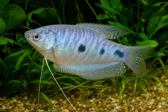 Trichogaster trichopterus Τρία σημεία, μπλε γκουραμί