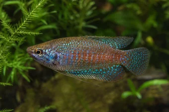 Trichopsis pumila Νάνος Γκουράμι