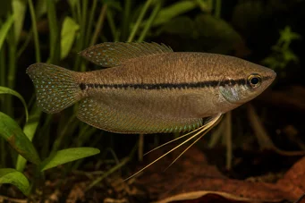 Trichopsis vittatus Γκουράμι Χάουλερ