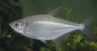 Triportheus albus Tetra-Maker με κίτρινα πτερύγια