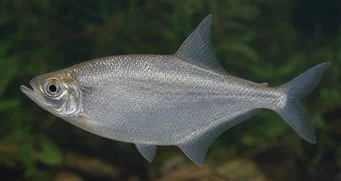 Triportheus angulatus Σημασμένος