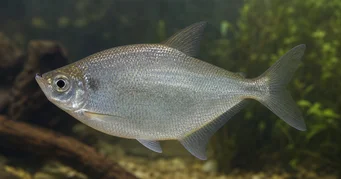 Triportheus rotundatus Στρογγυλό τετράπλευρο