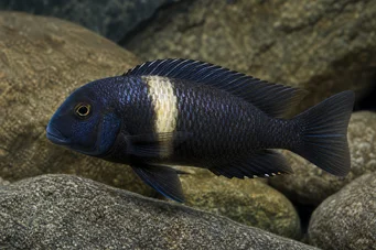 Tropheus duboisi Ντουμποϊσί