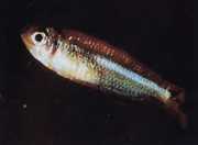 Tyttocharax atopodus Μουστάκι Tetra