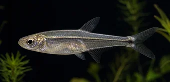 Xenagoniates bondi (Γυαλί tetra με χρυσό μέτωπο)