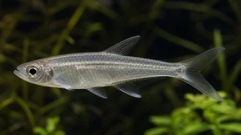Xenurobrycon macropus (Brycon στο gros-yeux)