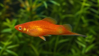 Xipho platy (Πασχαλινός)