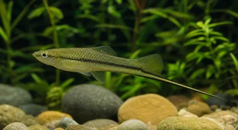 Xiphophorus montezumae (Κάτοχος σπαθί Montezuma)