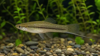 Xiphophorus neuzalanahotl (Σπαθί)