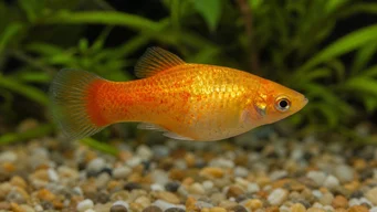 Xiphorus maculatus (Xipho Green ή Xipho Wild)