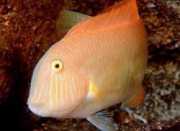 Xyrichthys novacula Μαργαριτάρι