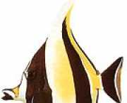 Zanclus canescens Κόπτων εις φέτας