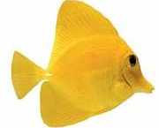 Zebrasoma flavescens Χειρουργός