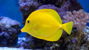 Zebrasoma flavescens (Χειρουργός)