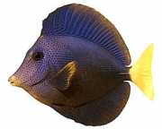 Zebrasoma xanthurum Κίτρινο -Τραύτα ACANTHURE