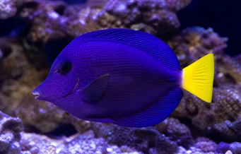Zebrasoma xanthurum (Κίτρινο -Τραύτα ACANTHURE)