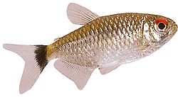 Moenkhausia oligolepis (Moenkhausia με κόκκινα μάτια)