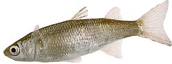 Mugil labrosus (Μουλάρια με μεγάλα χείλη)