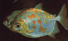 Myleus rubripinnis luna (Metynnis-Lune με το Red Hook)