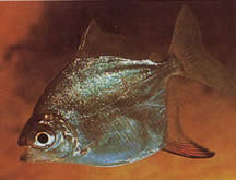 Myleus rubripinnis rubripinnis (Metynnis με Red Hook)