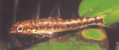 Nannocharax fasicatus (Seybold Nannocharax)