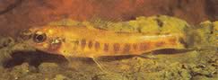 Nannocharax macropterus Αφρικανικό τετράχρονα με μεγάλα πτερύγια