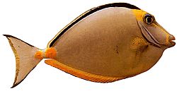 Naso lituratus (Ρινικά πορτοκαλί σπόρια)