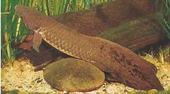 Neoceratodus forsteri Αυστραλιανή Dipneuste, Barramanda του Aust.